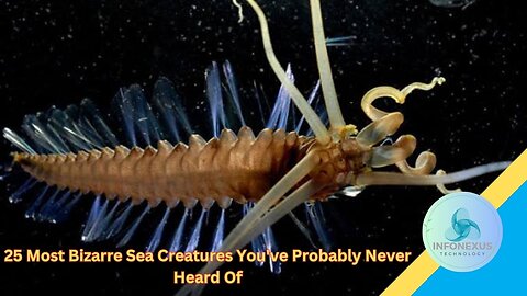 25 Most Bizarre Sea Creatures You've Probably Never Heard Of