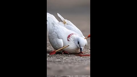 Beautiful recitation of Quran