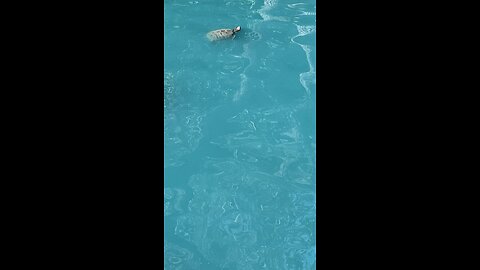 Red-Eared Slider Turtles 🐢 #redearedsliders #turtles #viral #followme #shorts #trending