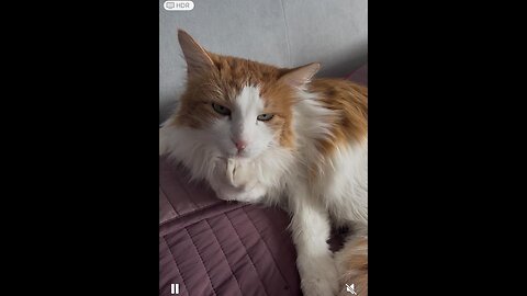 Cat Spa Day: Professional Cleaner at Work