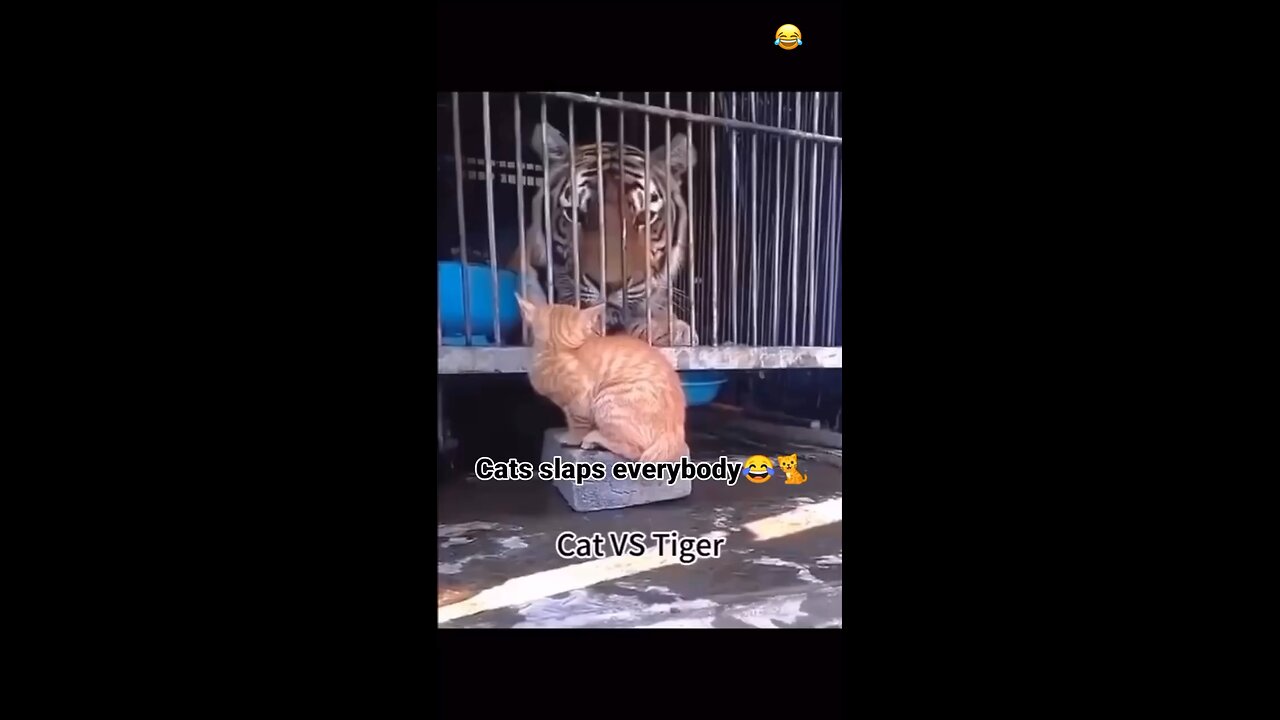OG cats slapping everything