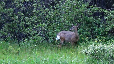 White-tailed deer