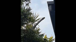 ¿Es Australia o ‘Jurassic Park?’: captan a una enorme pitón asomándose por la ventana de una casa
