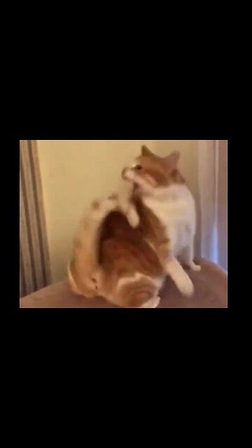 Tails that hate the cat they are attached to