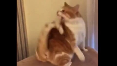Tails that hate the cat they are attached to