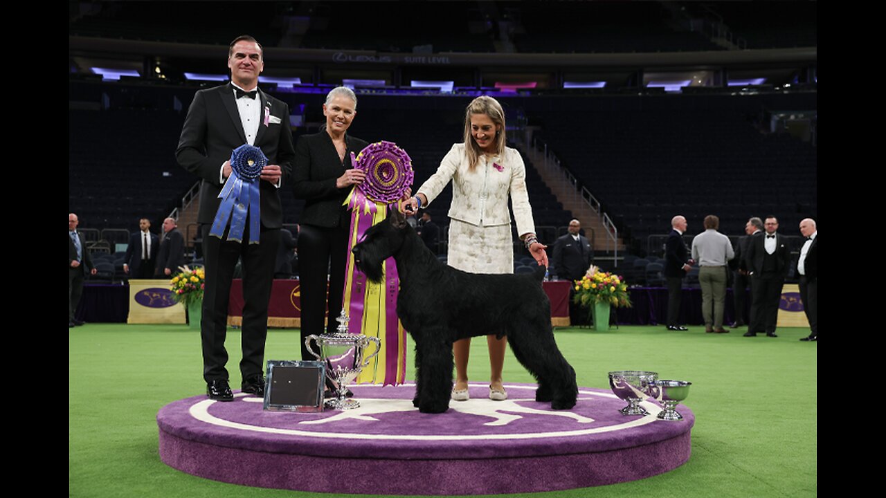 Watch-Along-Party- Day 2 replay of the Westminster Kennel Dog Show!