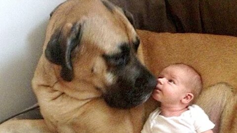❤️When a Big Dog Makes Loving Eye Contact With a Baby 💞 – Cutest Baby & Dog Moments! 🐶