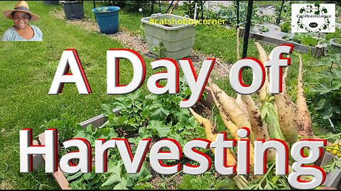 A Day Of Harvesting - #catshobbycorner #harvest #gardening