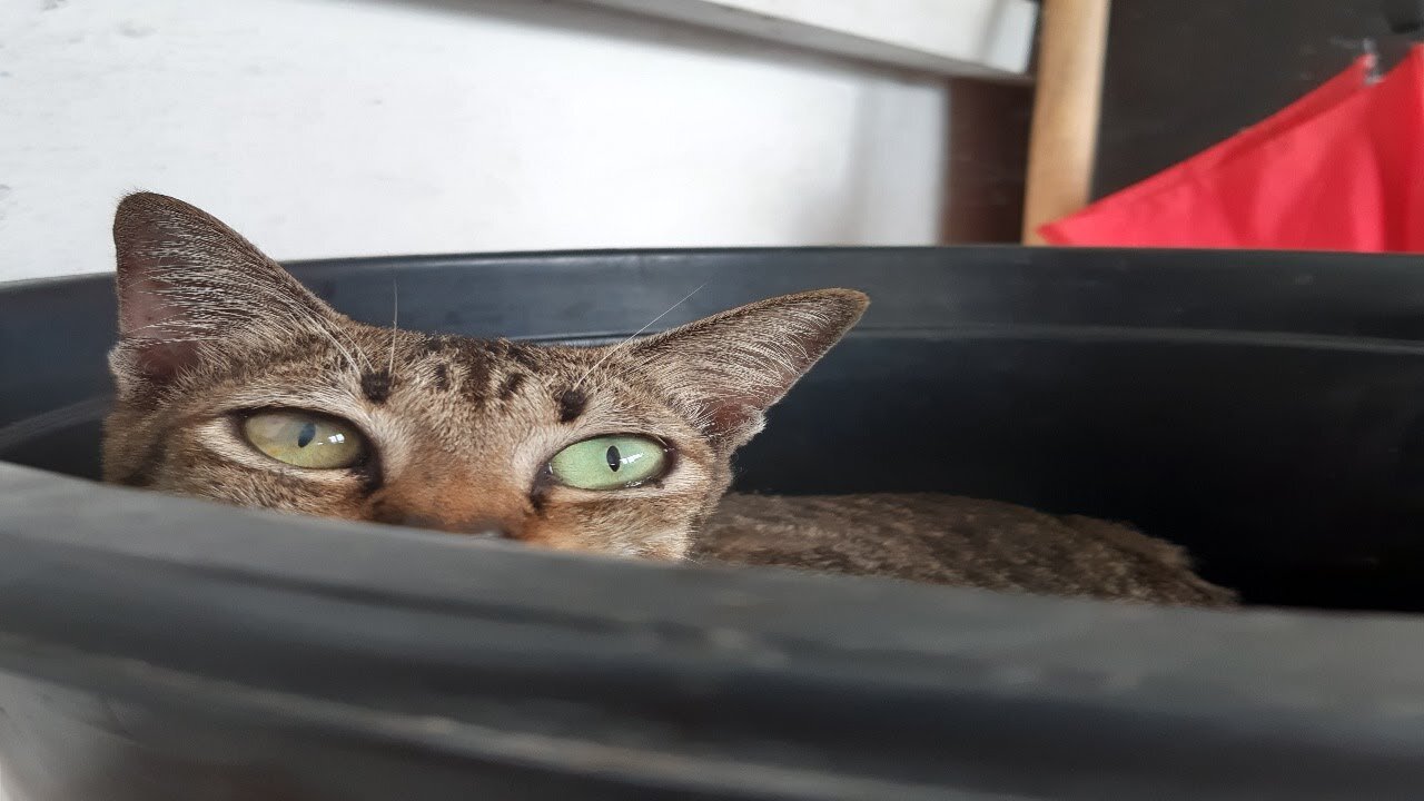 Funny silly Cats compilation 😹