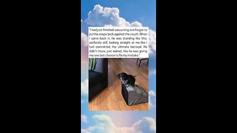 Dog Left Stranded After Owner Forgets His Couch Steps