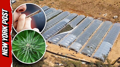 Suspects flee on foot after police raid their cannabis growing operation in Victoria