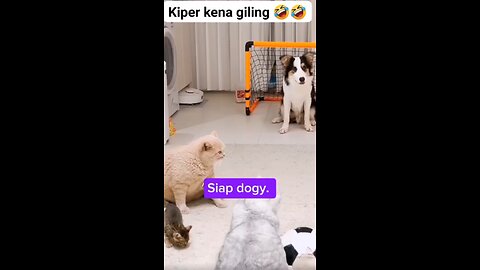 Funny Pet. / Animals