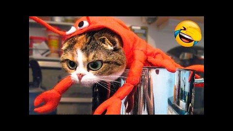 Laugh Out Loud with Hilarious Animal Antics - Funniest Pet Moments on YouTube!
