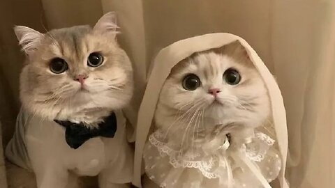 Cute and funny Pets movement 😂✨💯