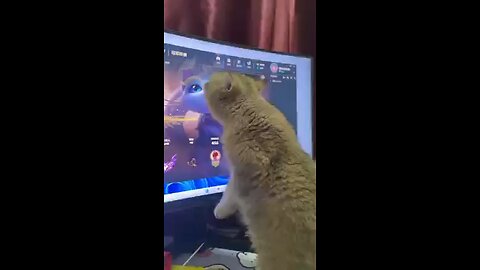 **"Cat vs. Digital Doppelgänger – Epic Showdown!"**