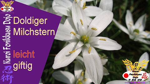 086 - Doldiger Milchstern