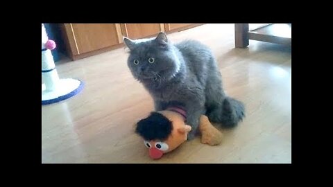 Warning: YOU MAY NEVER STOP LAUGHING - Super FUNNY ANIMAL compilation
