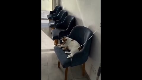 mamma cats protecting her babies