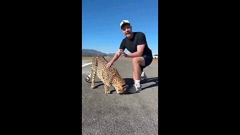 Funny video with lion