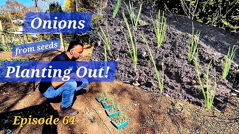 Planting out Onions. Growing from seed adventure.