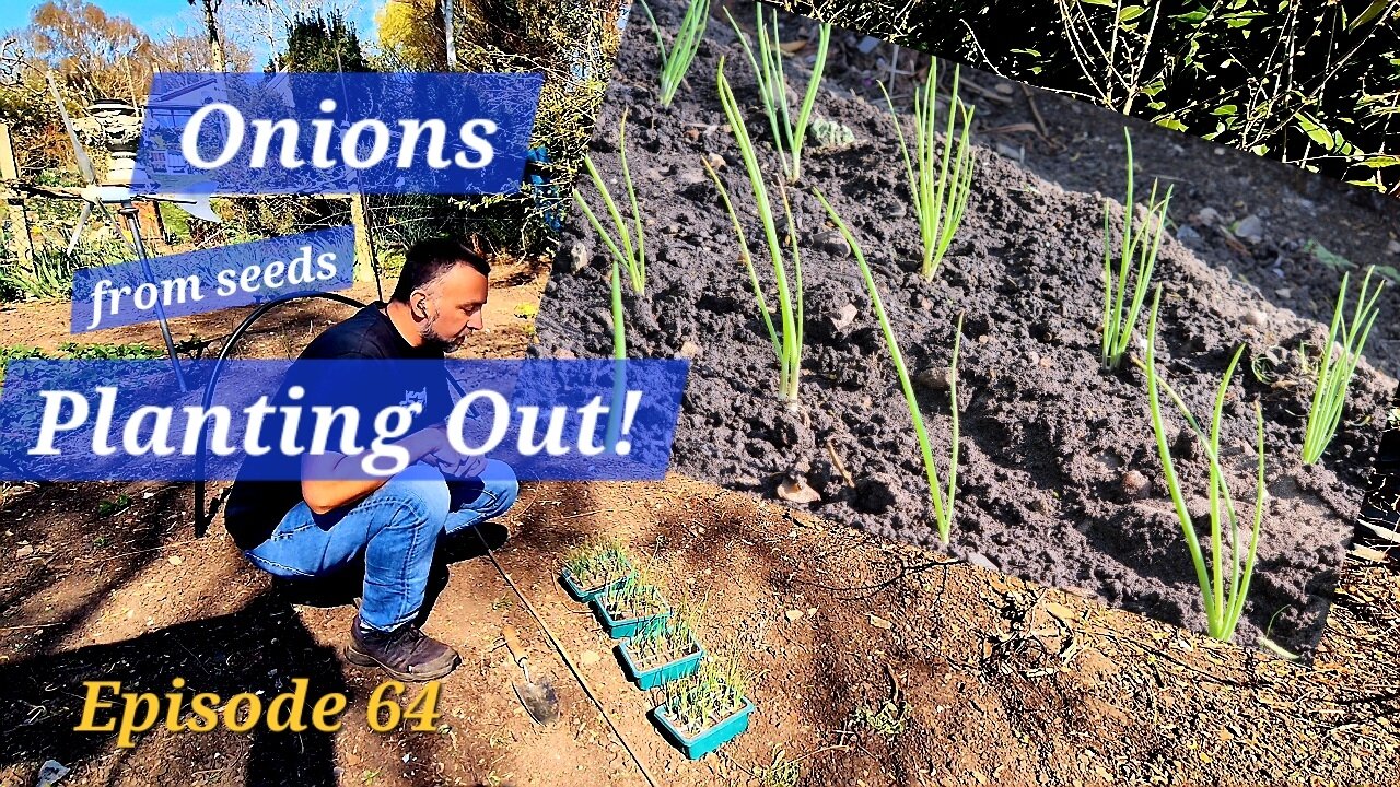 Planting out Onions. Growing from seed adventure.