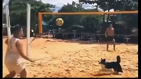 The dog realizes they won and celebrates.