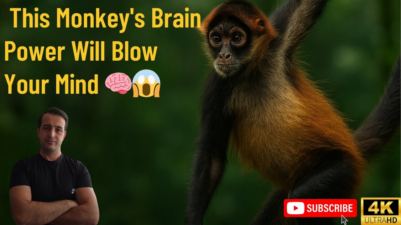 This Monkey's Brain Power Will Blow Your Mind 🧠😱