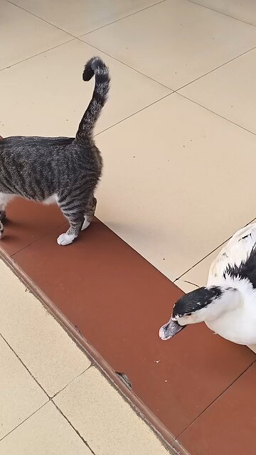 fighting duck vs cat