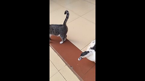 fighting duck vs cat