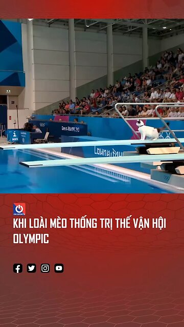 Love All Life Always #194 - What? I Bet You (Yes, YOU) Have Never Seen Diving Cats! Great Form! 10+