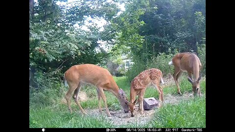 Deer Cam 08-14-2025 Does And Fawns Game Cam Trail Cam