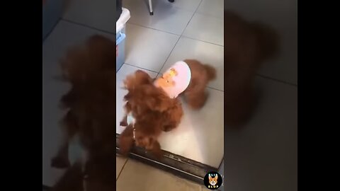 Smart and Intelligent Funny Dog Videos Compilations