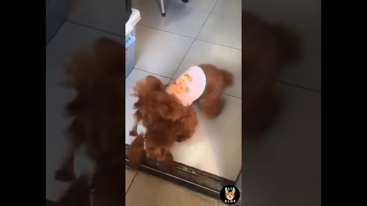 Smart and Intelligent Funny Dog Videos Compilations