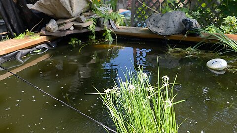 Koi Spawning