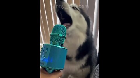 Funny animals , pets videos cat and dog funny cat videos for cat watch cutest little bit ago and2025