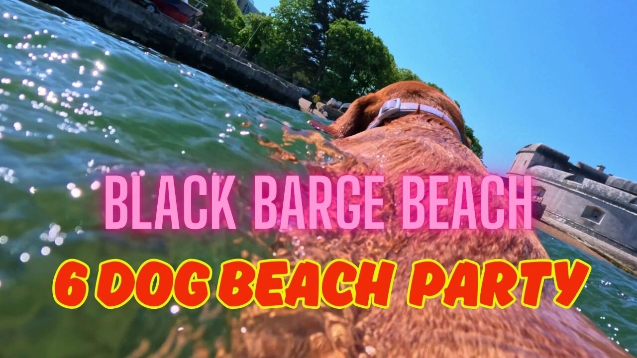 Doggy Beach Party on Portland