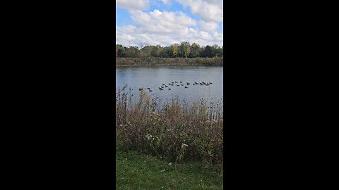 Big Flock of Geese at Stonewort Pond