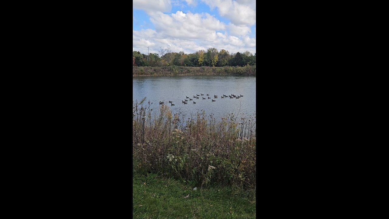 Big Flock of Geese at Stonewort Pond