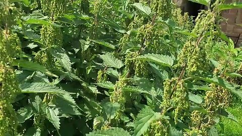 "Unlock the Benefits of Urtica Dioica: Exploring the Stinging Nettle Fireroll Technique"