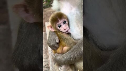 Funny monkey