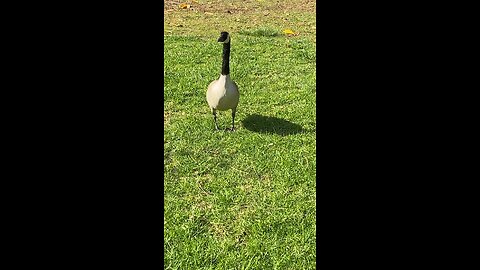 Canada Goose 🪿 #canadagoose #followme #shorts #viral #trending