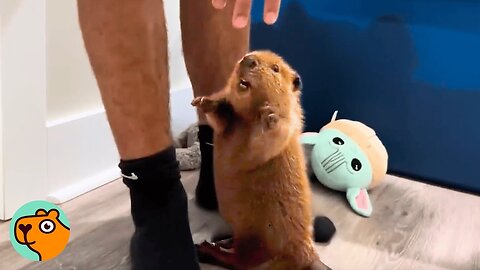 Baby Beaver Was So Excited To Finally Meet A Friend | Cuddle Buddies