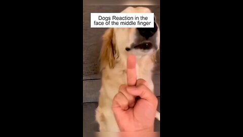 You Won’t Believe How Dogs React to the Middle Finger! 😂🐶