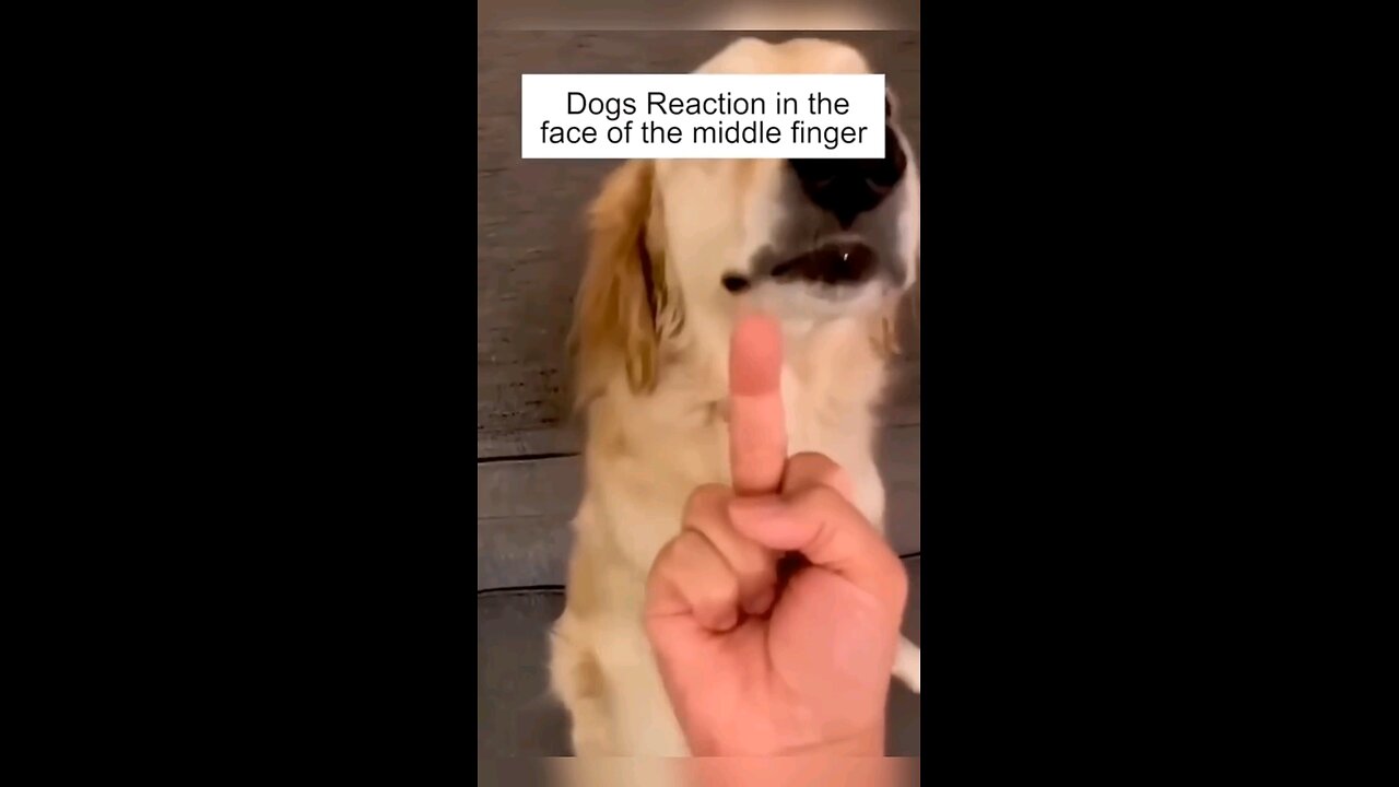 You Won’t Believe How Dogs React to the Middle Finger! 😂🐶