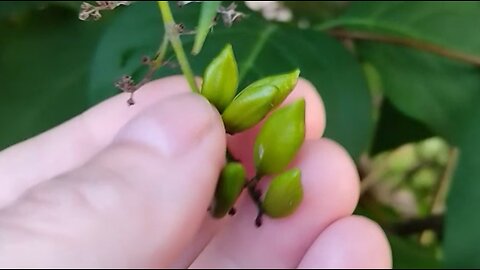 Lilac and elder tree seeds
