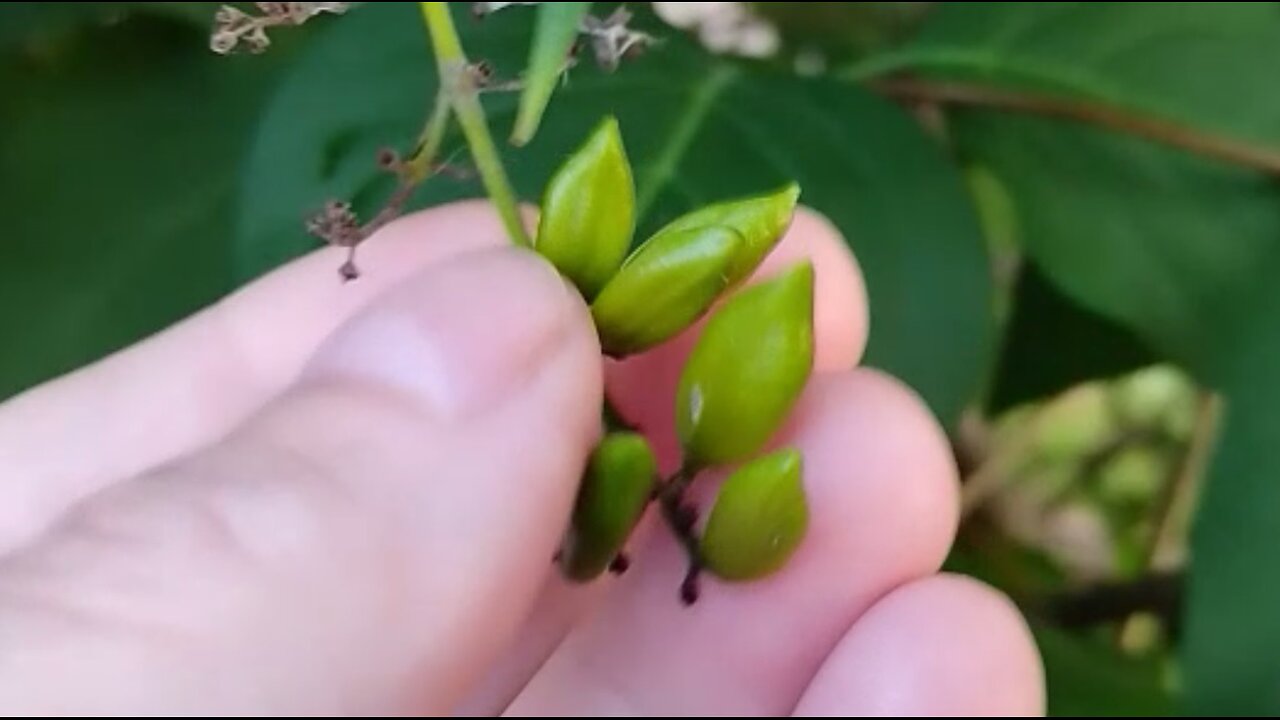 Lilac and elder tree seeds