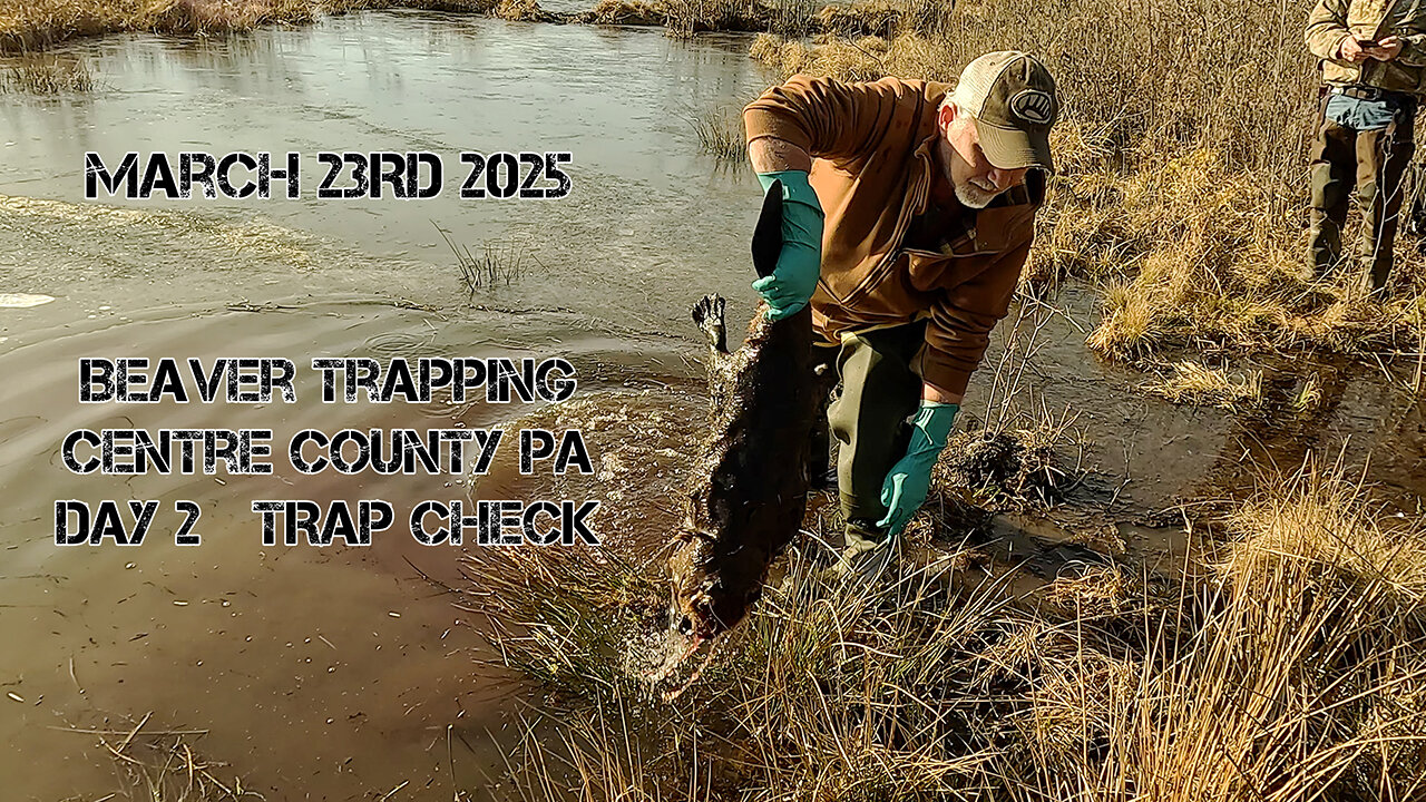 Beaver Trapping Checking Traps Day 2
