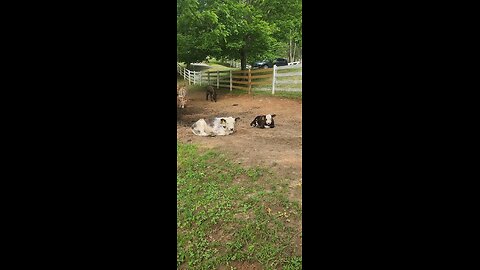Shorthorn Plus heifers 2025.