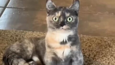 Funny Cat