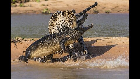 Nature's Fierce Battles_ Survival Showdown!